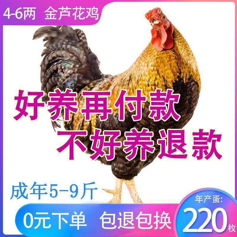 半斤金芦花鸡观赏鸡七彩山鸡幼苗一斤芦花鸡阉鸡苗彩凤鸡苗五宠物,宠物/宠物食品及用品,宠物鸡,淘宝优惠券,粉丝福利购,淘宝优惠卷