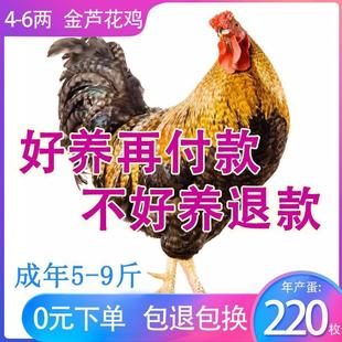 半斤金芦花鸡观赏鸡七彩山鸡幼苗一斤芦花鸡阉鸡苗彩凤鸡苗五宠物