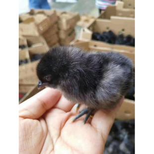 纯种五黑鸡活苗盐津乌骨鸡活体鸡苗高产绿壳蛋鸡小鸡活苗到家宠物