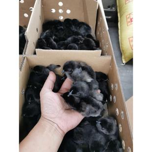 五黑鸡小鸡活苗乌骨鸡半斤绿壳蛋鸡2母鸡1一斤正宗土鸡苗鸡仔宠物