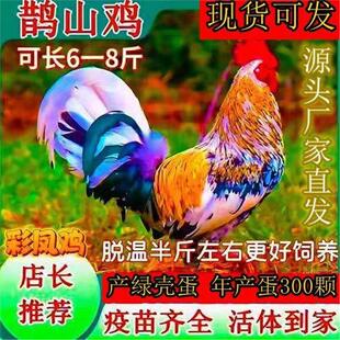 鸡苗七彩神仙鹊山鸡脱温半斤鸡活体鸡苗鱼鳞鸡五彩鹊山青年鸡宠物