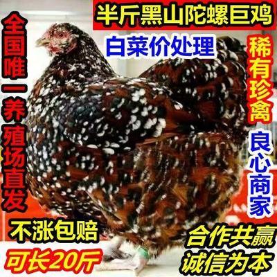 半斤金边怀特黑山陀螺鸡巨型鸡鸡苗新品种怀特鱼鳞鸡斑纹观赏鸡