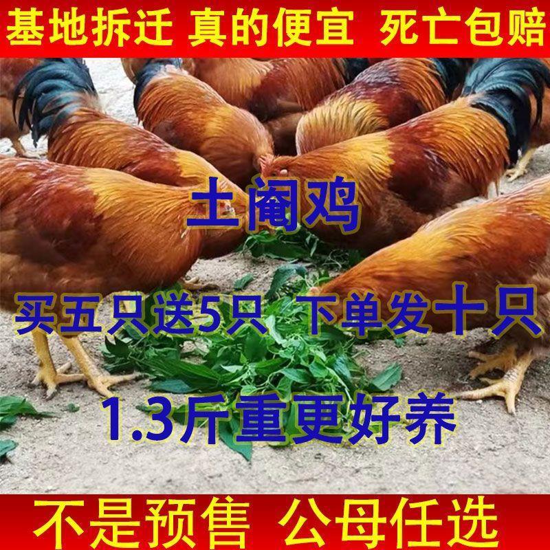【自养阉鸡】广西土阉鸡苗纯手工阉割鸡苗活的散养七彩正宗灵宠物