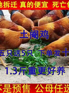 【自养阉鸡】广西土阉鸡苗纯手工阉割鸡苗活的散养七彩正宗灵宠物