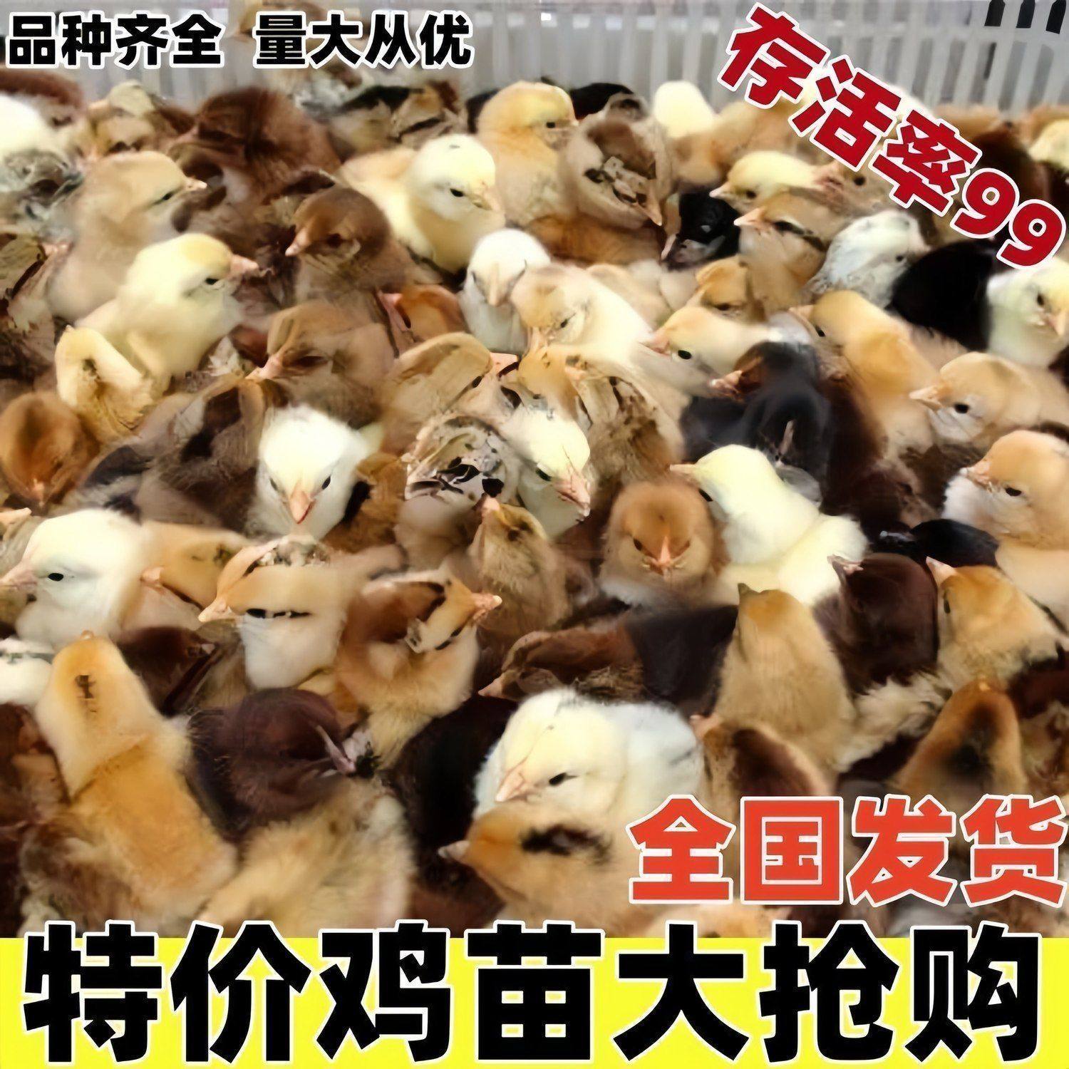 【好养好喂】现货青脚麻鸡土鸡出壳蛋鸡五黑鸡三黄鸡九斤红母宠物,宠物/宠物食品及用品,宠物鸡,淘宝优惠券,粉丝福利购,淘宝优惠卷