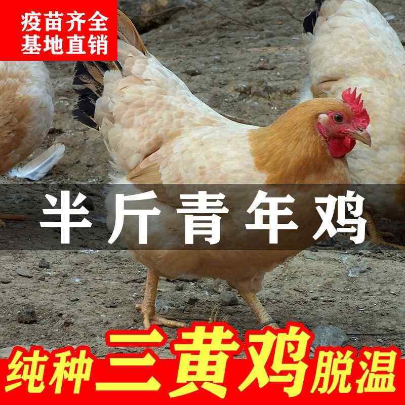 半斤三黄鸡活苗纯种农家散养土鸡小鸡幼苗笨鸡活小鸡苗活鸡仔宠物,宠物/宠物食品及用品,宠物鸡,淘宝优惠券,粉丝福利购,淘宝优惠卷
