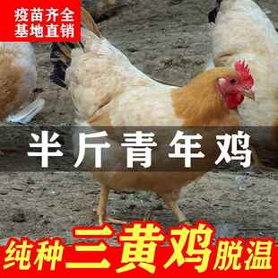 半斤三黄鸡活苗纯种农家散养土鸡小鸡幼苗笨鸡活小鸡苗活鸡仔宠物