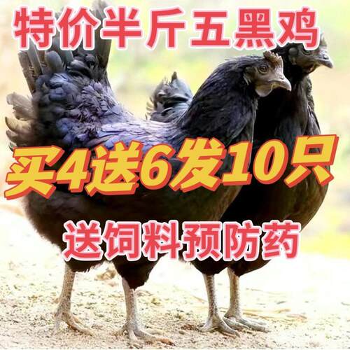 【马上下蛋】纯种五黑鸡脱温半斤乌骨鸡五黑一绿鸡绿壳蛋鸡苗宠物