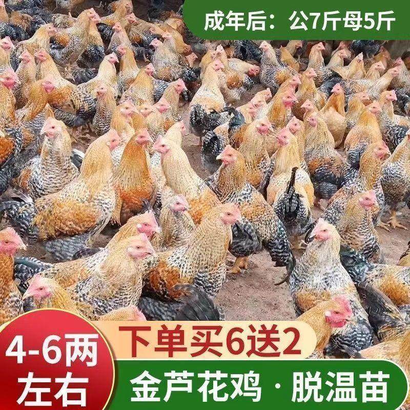 半斤金芦花鸡苗正宗汶上芦花鸡活体五颜六色小鸡幼苗黑芦花鸡宠物,宠物/宠物食品及用品,宠物鸡,淘宝优惠券,粉丝福利购,淘宝优惠卷