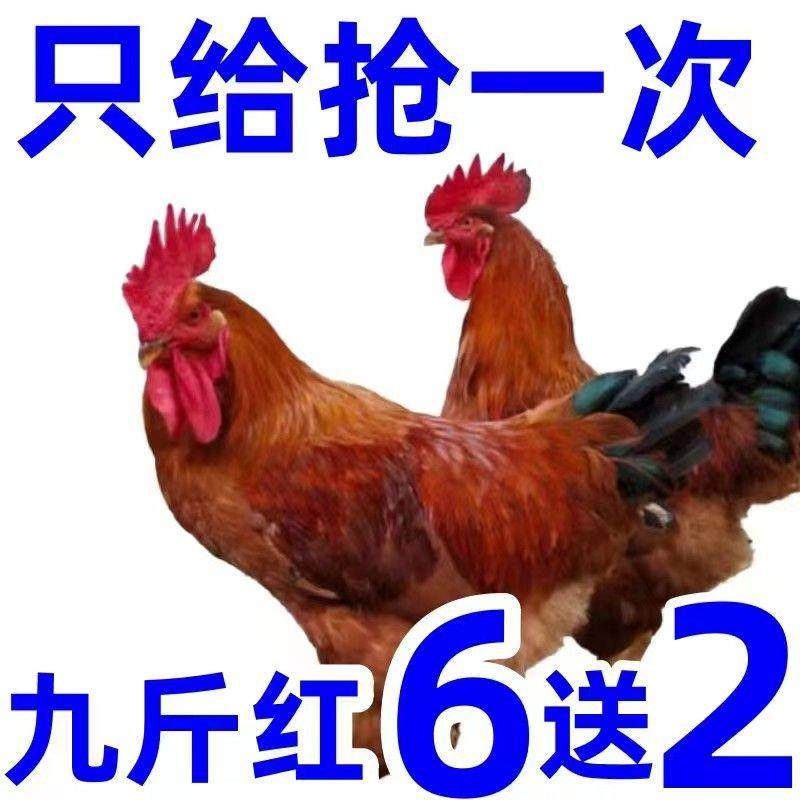 半大正宗九斤红活体幼苗大种红玉鸡活鸡九斤黄红瑶鸡脱温苗宠物,宠物/宠物食品及用品,宠物鸡,淘宝优惠券,粉丝福利购,淘宝优惠卷