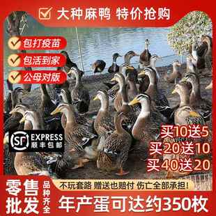 鸭子活苗大种高产蛋鸭苗绍兴麻鸭白小黄鸭绿壳蛋鸭青头金锭鸭宠物