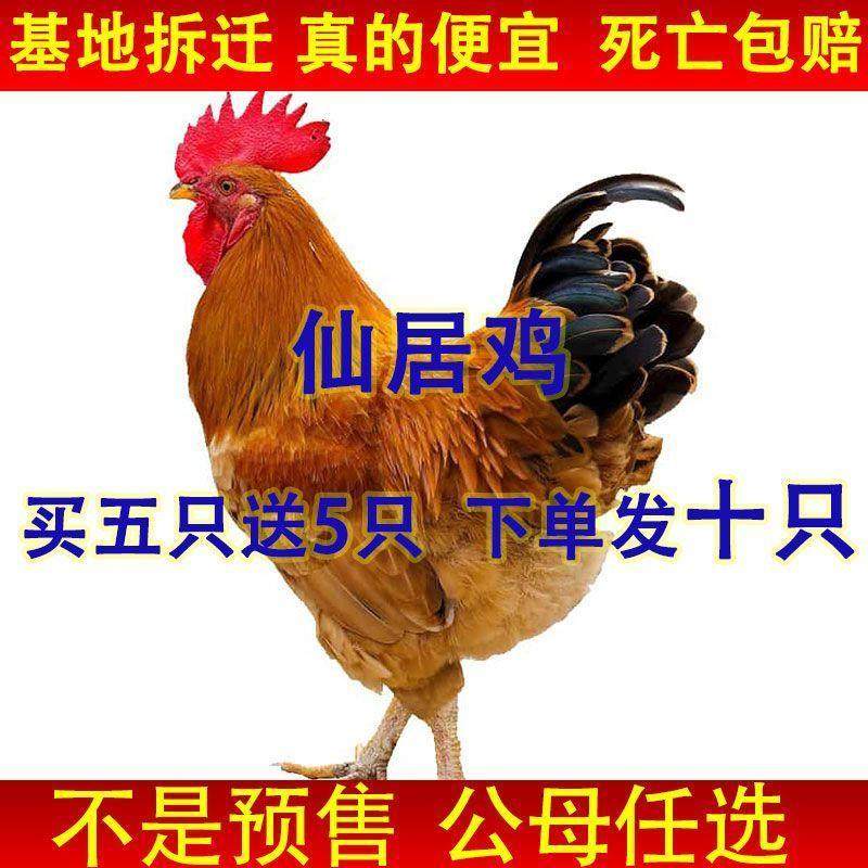 【全部】仙居鸡优质农家自养活的便宜土鸡苗幼鸡脱温散养土鸡宠物,宠物/宠物食品及用品,宠物鸡,淘宝优惠券,粉丝福利购,淘宝优惠卷