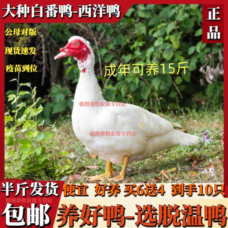 【现货速发】脱温半斤白番鸭西洋鸭大种番鸭旱鸭活体鸭子散养宠物,宠物/宠物食品及用品,宠物鸡,淘宝优惠券,粉丝福利购,淘宝优惠卷