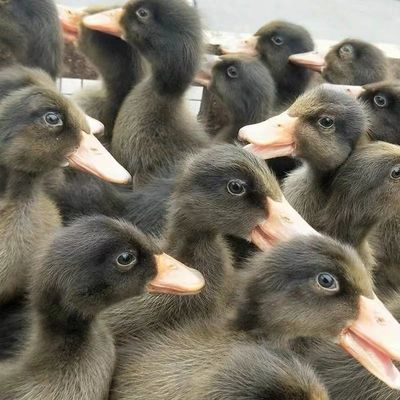 麻鸭活苗高产蛋鸭活体小鸭子苗高邮蛋大种麻鸭火鸭水鸭苗宠物