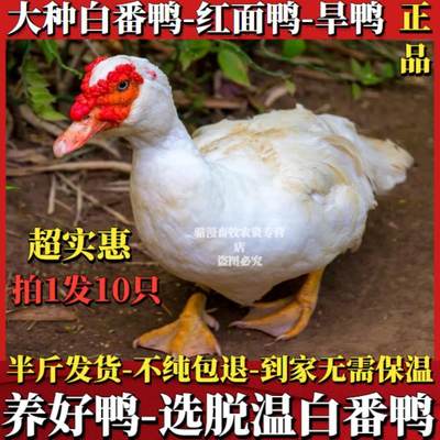 【正品】脱温半斤白番鸭西洋鸭大种番鸭旱鸭活体鸭子散养鸭鸭苗