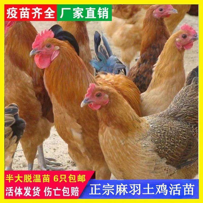 正宗土鸡活苗散养柴鸡脱温半斤小鸡活体草鸡母鸡高产蛋鸡包活宠物,宠物/宠物食品及用品,宠物鸡,淘宝优惠券,粉丝福利购,淘宝优惠卷