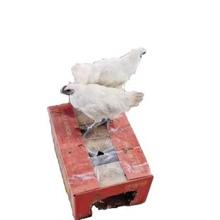 脱温雪峰乌骨鸡活苗正宗乌鸡江山白腾冲雪鸡苗白羽五黑鸡小鸡宠物