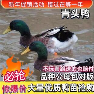 大种青头鸭活苗连城白鸭鸭苗绿头鸭番鸭活苗水鸭大白鸭家鸭麻宠物