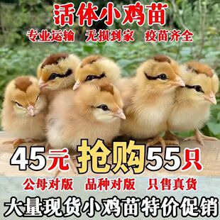 【活禽专线】三黄鸡清远麻鸡苗活鸡小鸡仔活鸡幼苗大种土鸡苗宠物