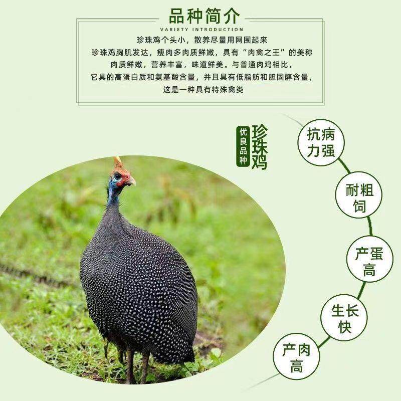 散养自养土鸡珍珠鸡半斤正宗纯种七彩山鸡脱温观赏鸡真珠鸡苗宠物,宠物/宠物食品及用品,宠物鸡,淘宝优惠券,粉丝福利购,淘宝优惠卷