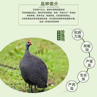 散养自养土鸡珍珠鸡半斤正宗纯种七彩山鸡脱温观赏鸡真珠鸡苗宠物