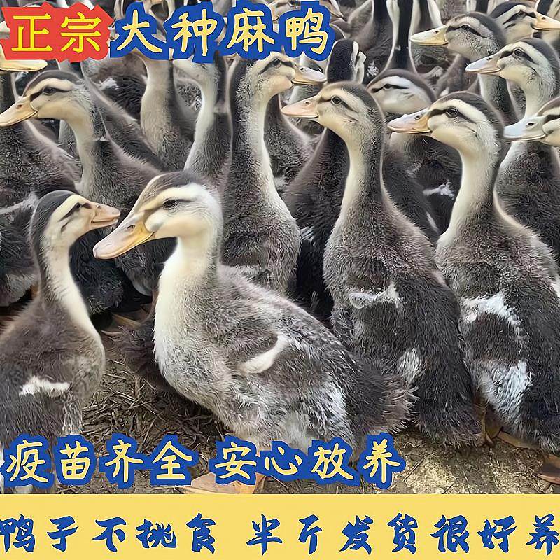 半斤鸭苗大种麻鸭正宗青头鸭活苗土鸭水鸭蛋鸭活鸭家养鸭子宠物,宠物/宠物食品及用品,宠物鸡,淘宝优惠券,粉丝福利购,淘宝优惠卷