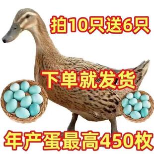 活体半大麻鸭活苗产蛋王花边鸭绿壳蛋鸭金锭鸭鸭子绿头鸭下蛋宠物