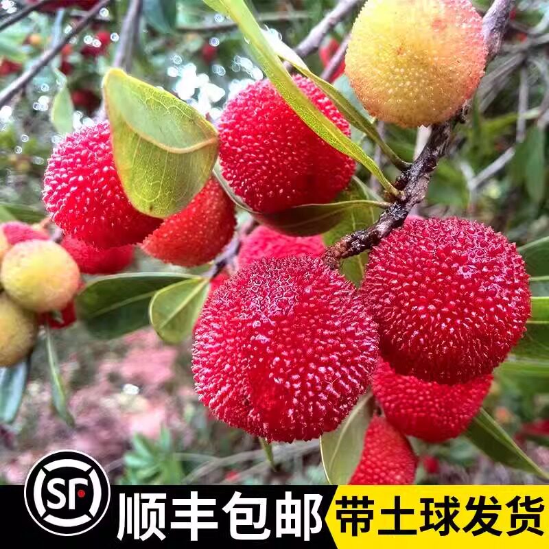 杨梅苗树苗正宗嫁接东魁杨黑炭梅苗盆栽南方地栽特大果苗当