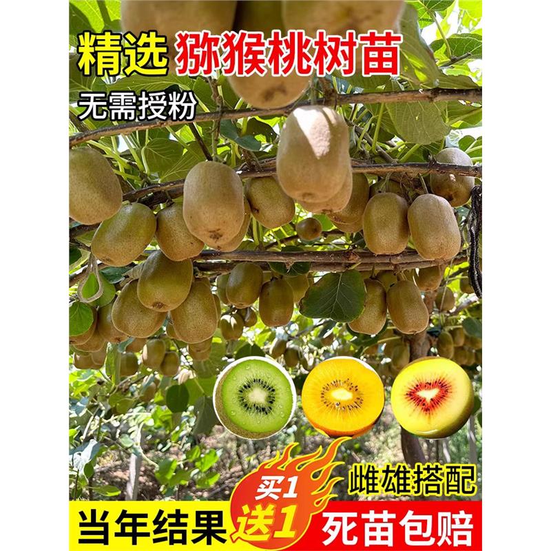 红心软枣猕猴桃树果苗弥猕猴桃苗嫁接南北方种植猕猴桃苗当年结果