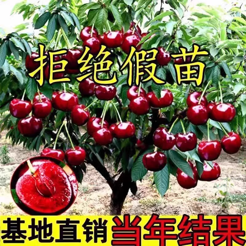 车厘子树苗樱桃树南方北方种植盆栽庭院果树矮化大樱桃