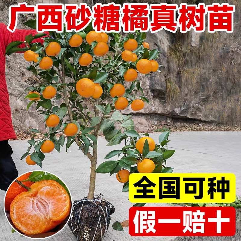 广西沙糖桔子树苗金秋砂糖橘树苗盆栽橘子树带果南北方种植柑橘苗-封面