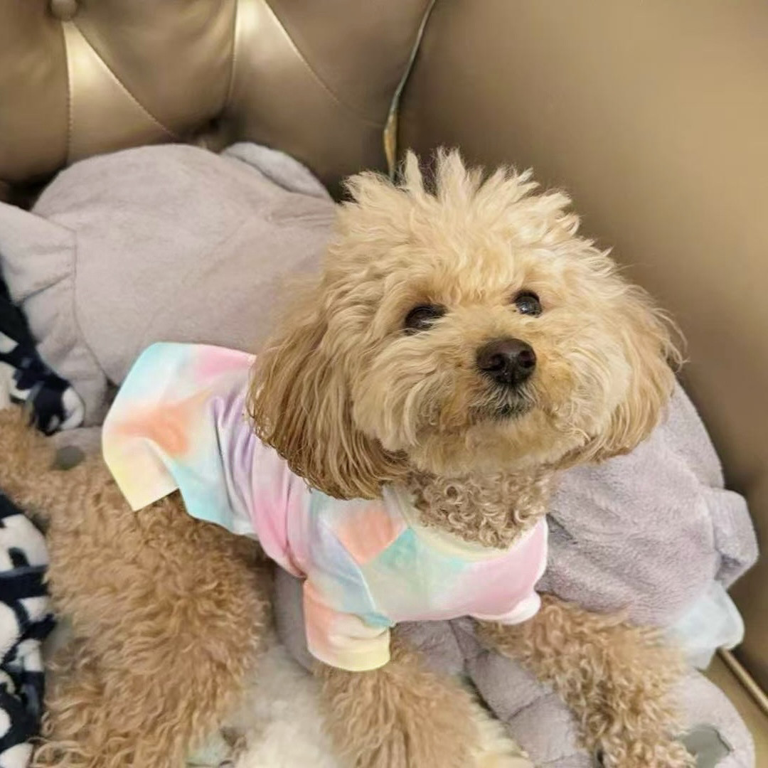 非非小众原创糖果扎染纯棉平角T恤 自制法斗狗狗衣服恶霸泰迪春秋