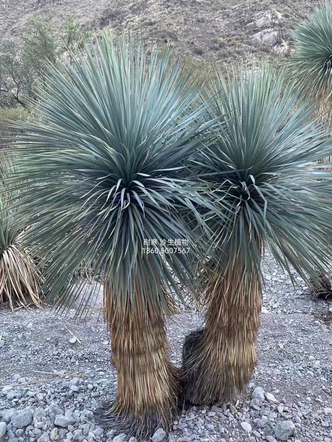 稻草人鸟喙丝兰 耐寒无刺景观植物 网红主景树 热带针叶植物 优雅