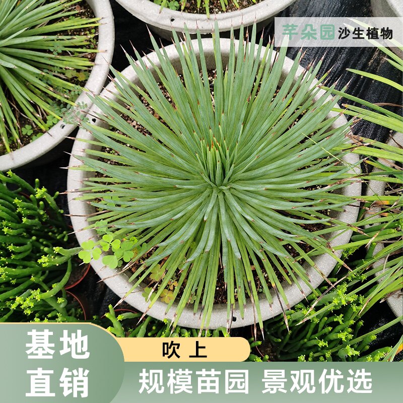 耐寒细叶沙生植物吹上芊朵园庭院