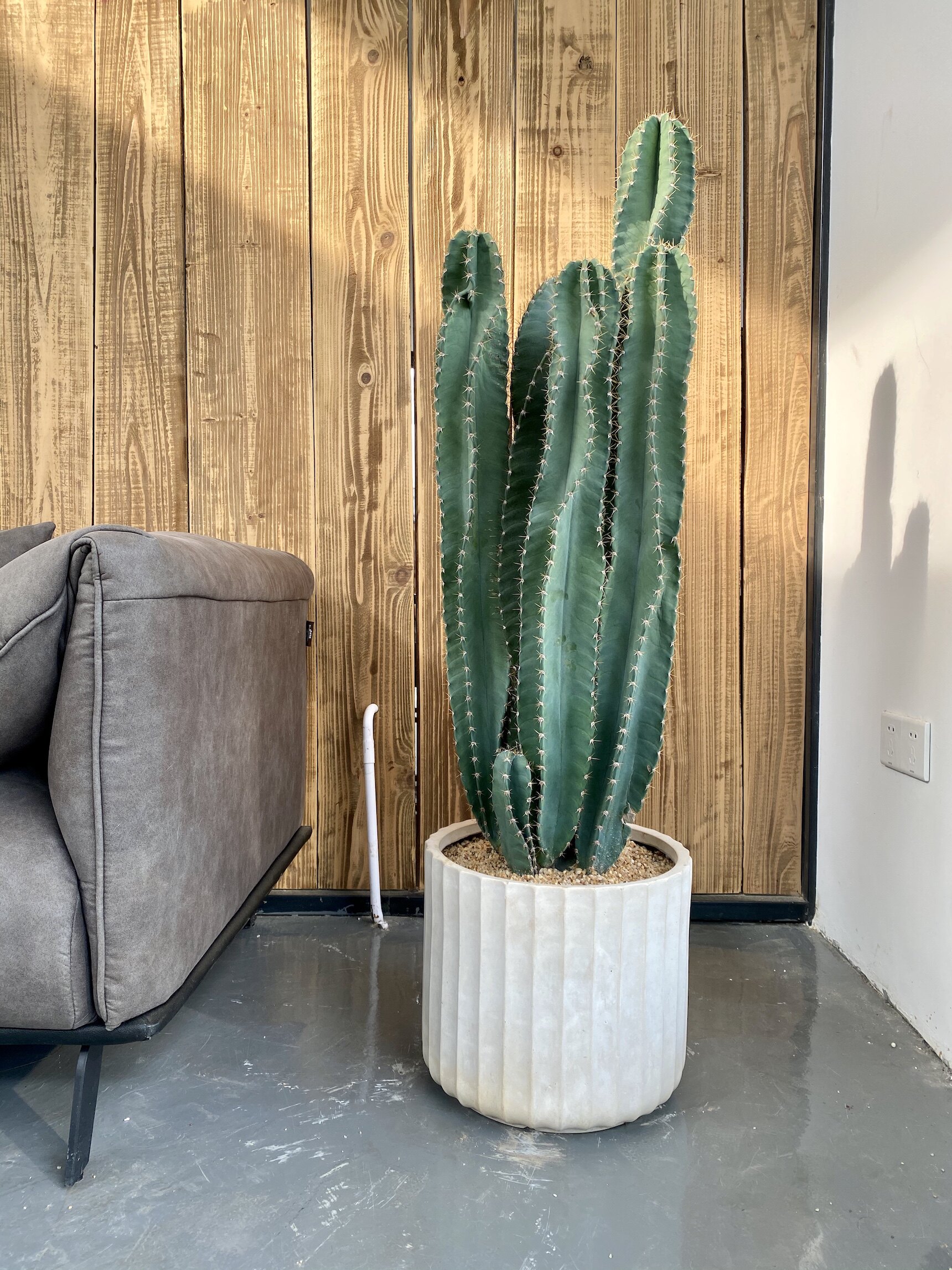 旋转天轮柱火焰刺火苍刺连城角室内观赏植物多头龙卷风螺旋仙人柱