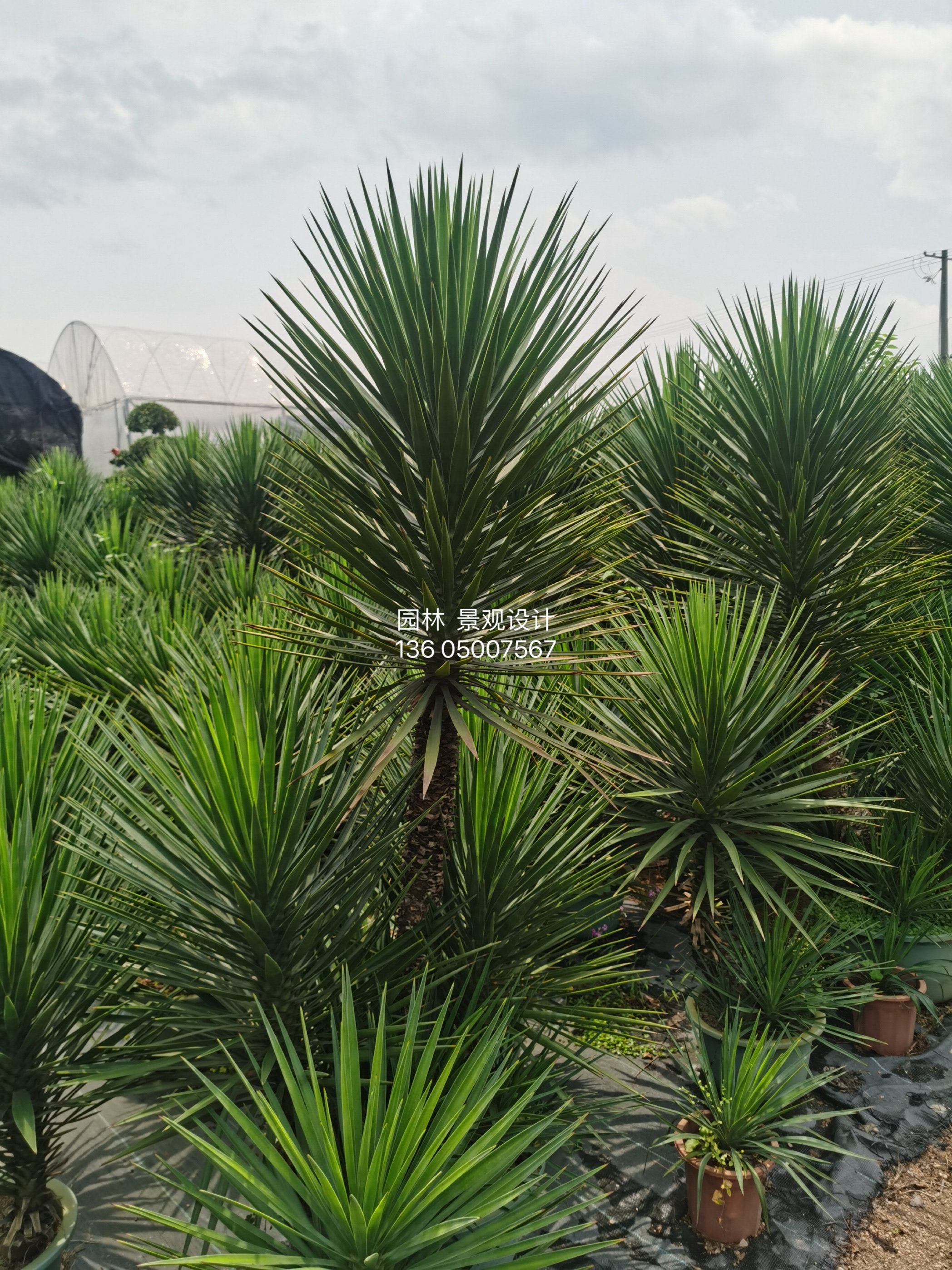 细叶丝兰 盆栽 景观植物 造景品种 沙生景观 小庭院景观设计 主树