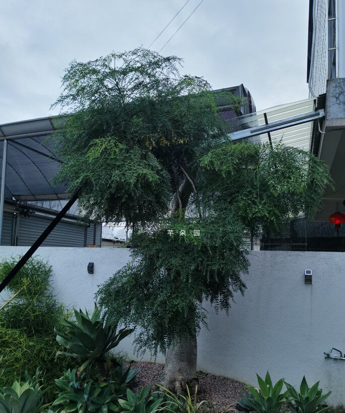 象腿树 主景树优选 叶细小 形婀娜多姿花有微香 园林庭院景观主树