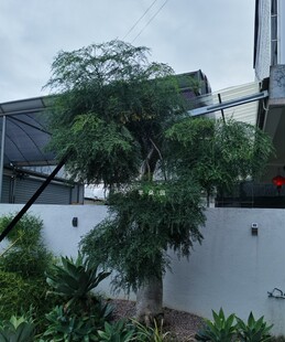 象腿树 主景树优选 叶细小 形婀娜多姿花有微香 园林庭院景观主树