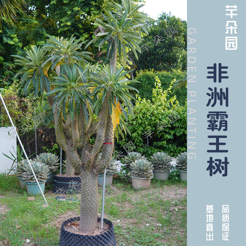 非州霸王树盆栽 耐旱沙生植物 造景植物 大型园林景观植物 芊朵园