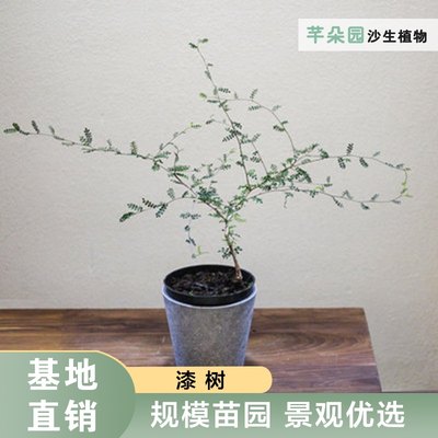 促品芊朵园丨漆树 又名童话树小孩盆栽 易养活 可长数米