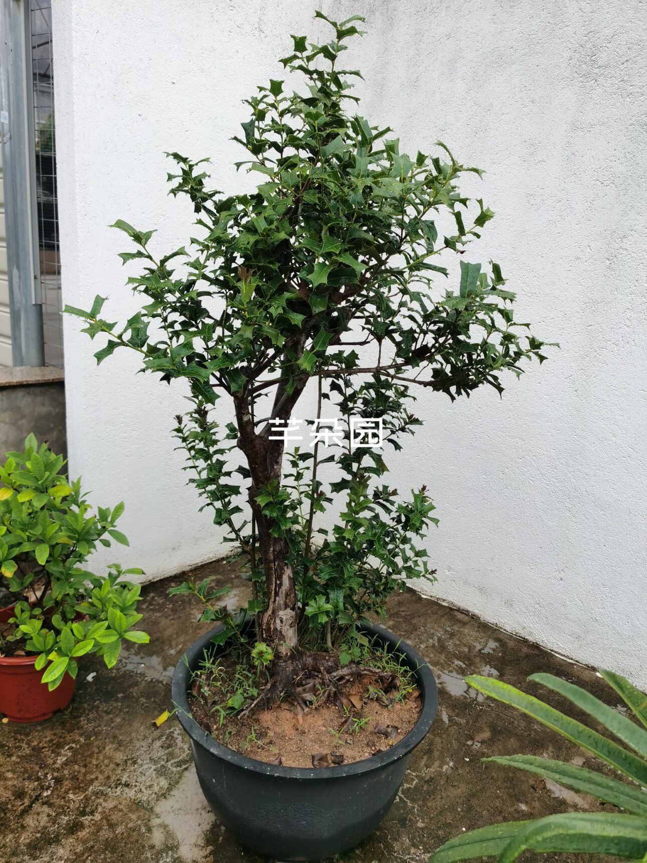景观沙生植物芊朵园春雷荒鹫玉