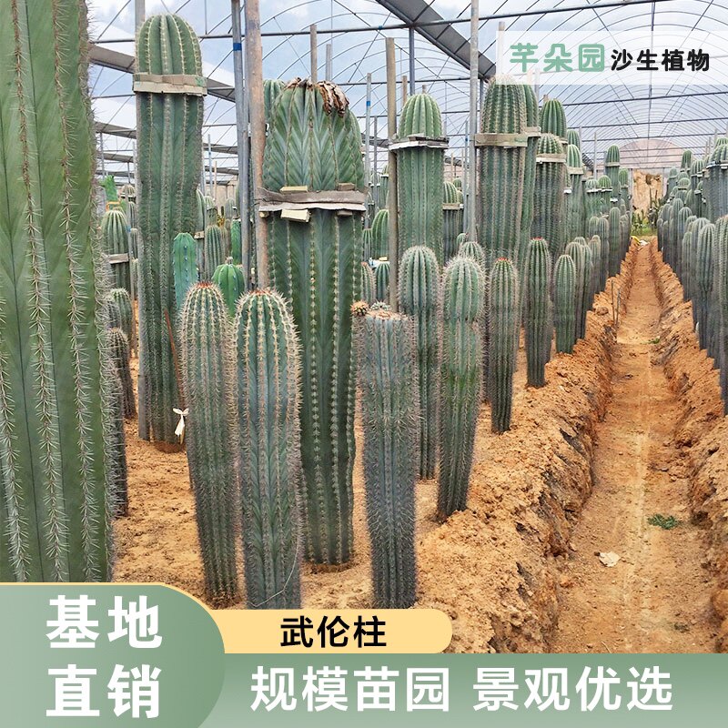 武伦柱仙人柱幸福柱巴西铁柱仙人掌类 园林景观植物 芊朵园