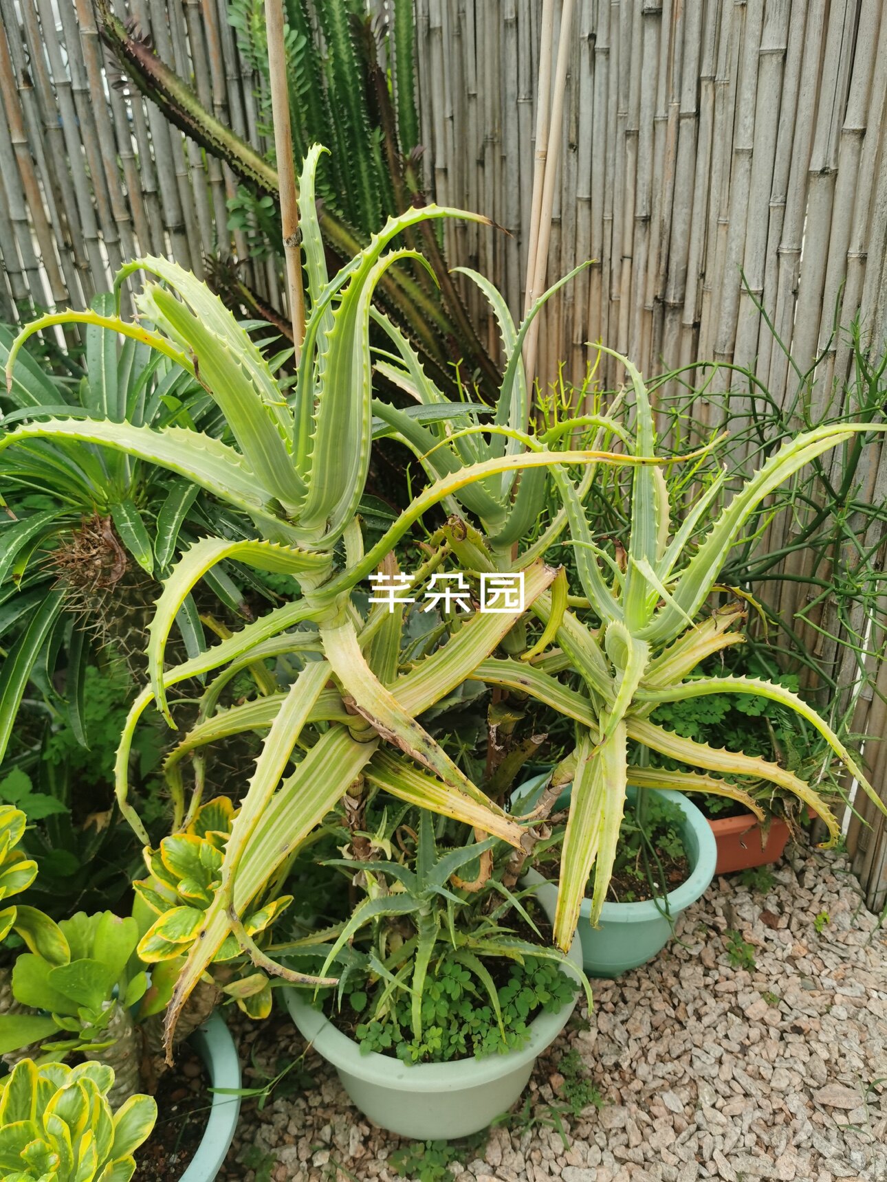 木立芦荟群生与木绿芦荟锦 龙瓜菊芦荟 老桩植物 阿福花科芦荟属