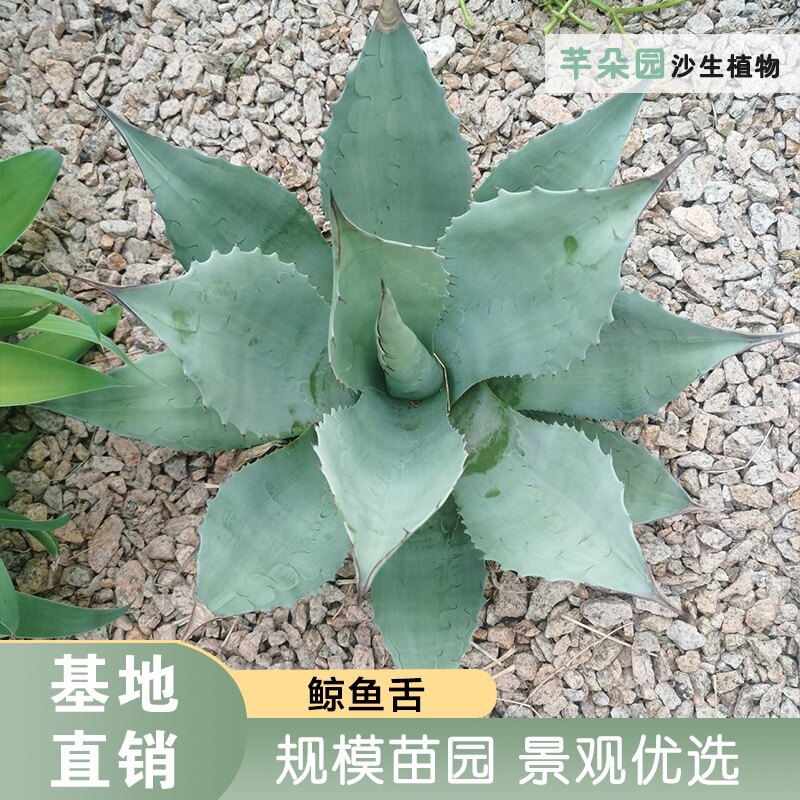 芊朵园鲸鱼舌龙舌兰植物 母本灰蓝色植物景观庭院种植