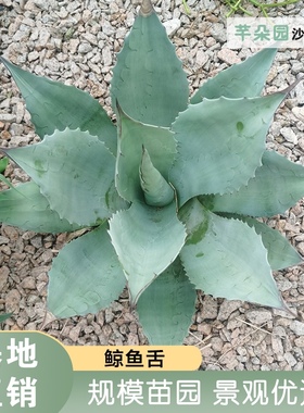 芊朵园鲸鱼舌龙舌兰植物 母本灰蓝色植物景观庭院种植