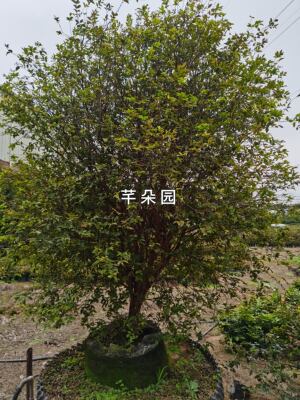嘉宝果沙巴树葡萄已结果 庭院阳台花园主景树 盆栽地栽易养果树