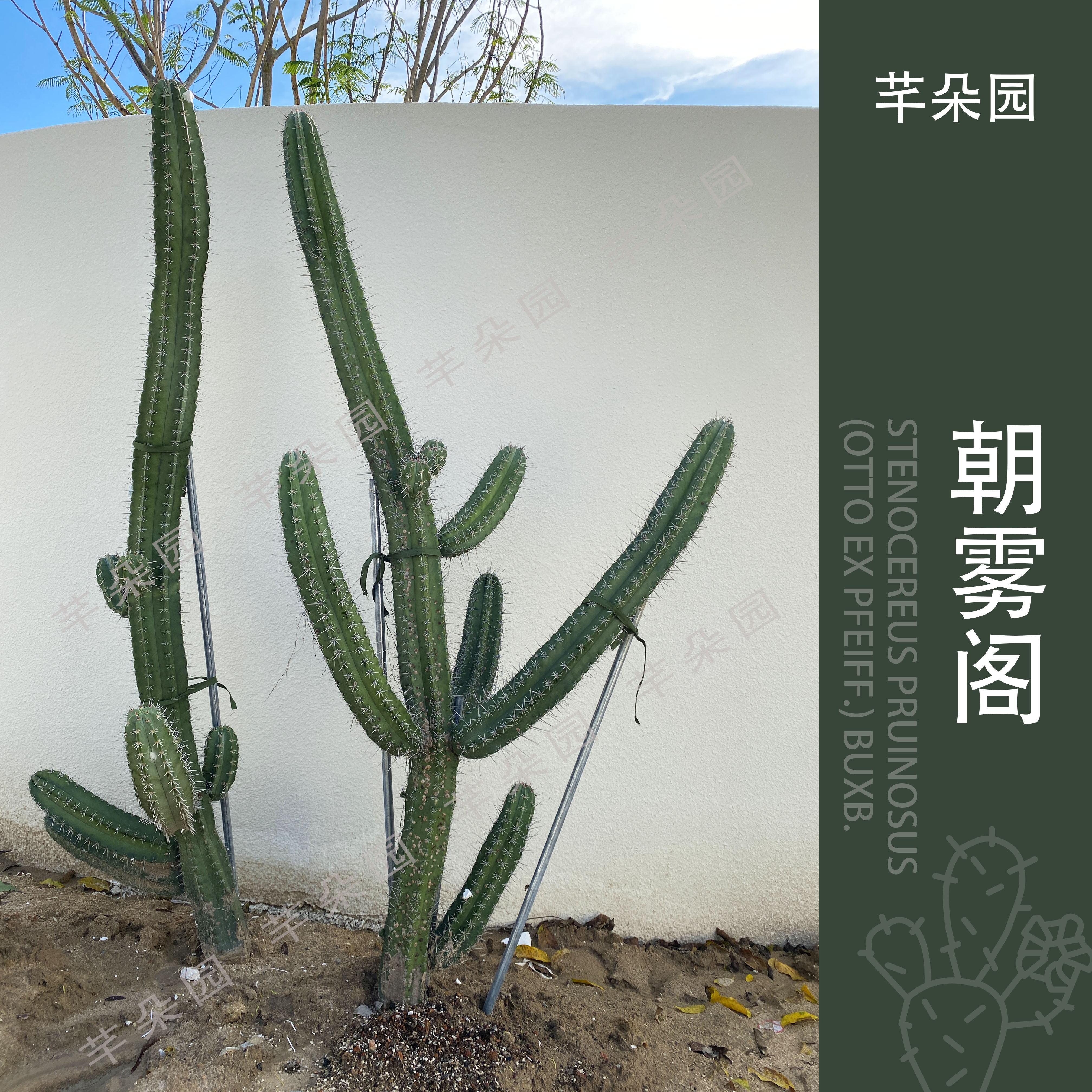 朝雾阁仙人柱 北欧风软装ins创意家居实生仙人柱小型植物仙人掌科