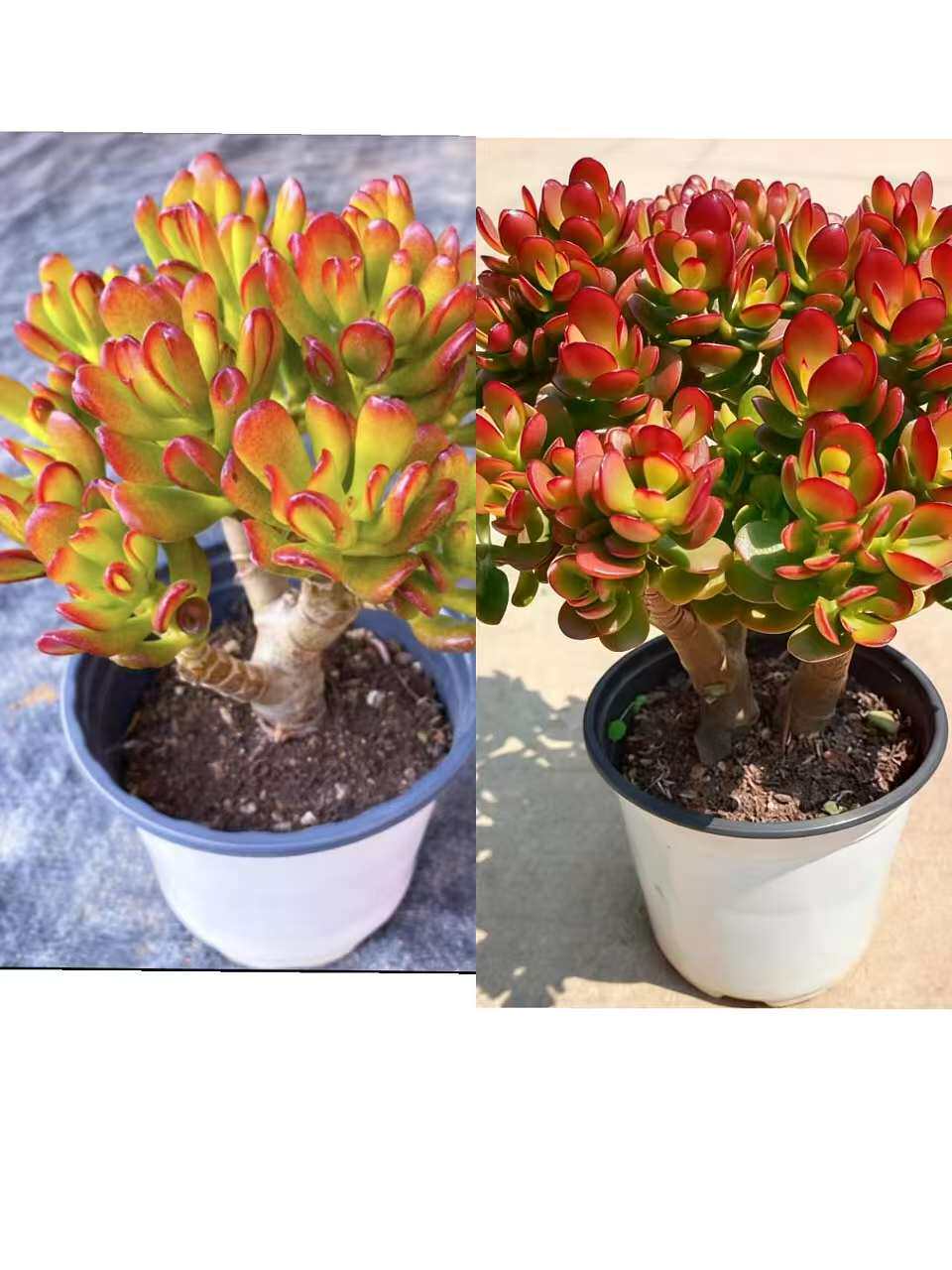 【老桩招财猫+老桩摇钱树】带原盆原土室内室外好养