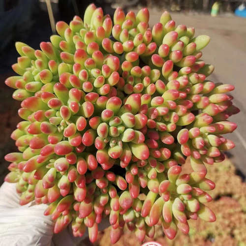 【香香春萌】带原盆原土新手好养室内阳台盆栽云南基地直发