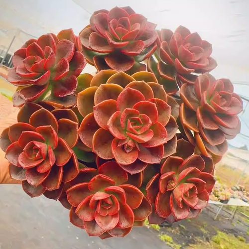 【红酒巧克力】带原盆原土新手好养活盆栽云南基地直发